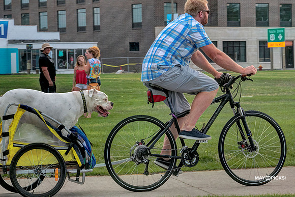 dog trailer
