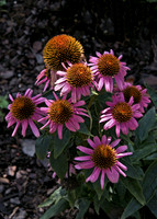 Northeast United States