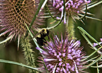 Northeast United States