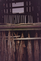 Old South