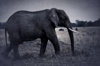 Africa