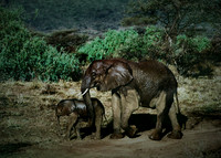 Africa