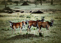 Africa