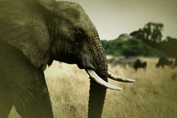 Africa