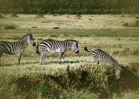 Africa