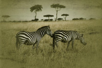 Africa
