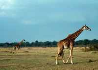 Africa