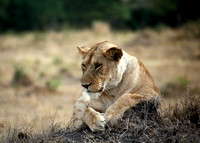 Africa