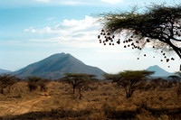 Africa