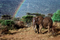 Africa