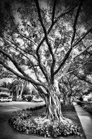 Old South