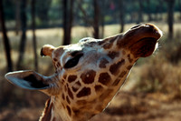Africa
