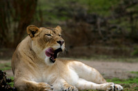 Africa
