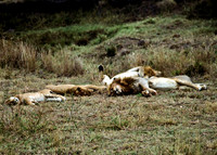 Africa
